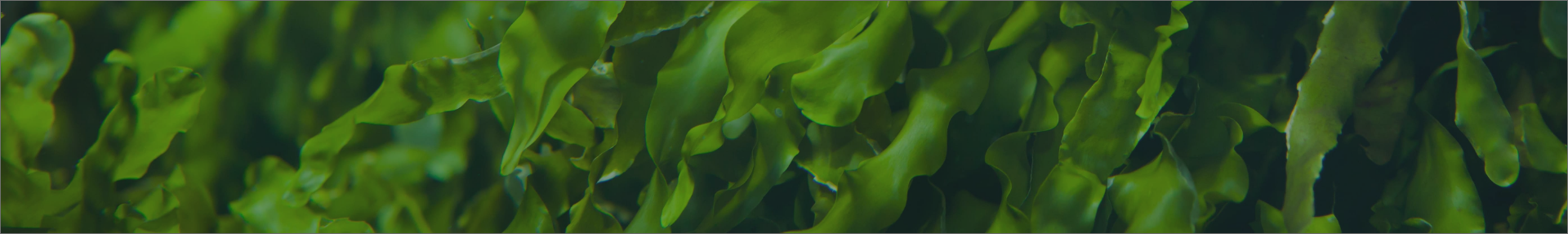 Image of seaweeds