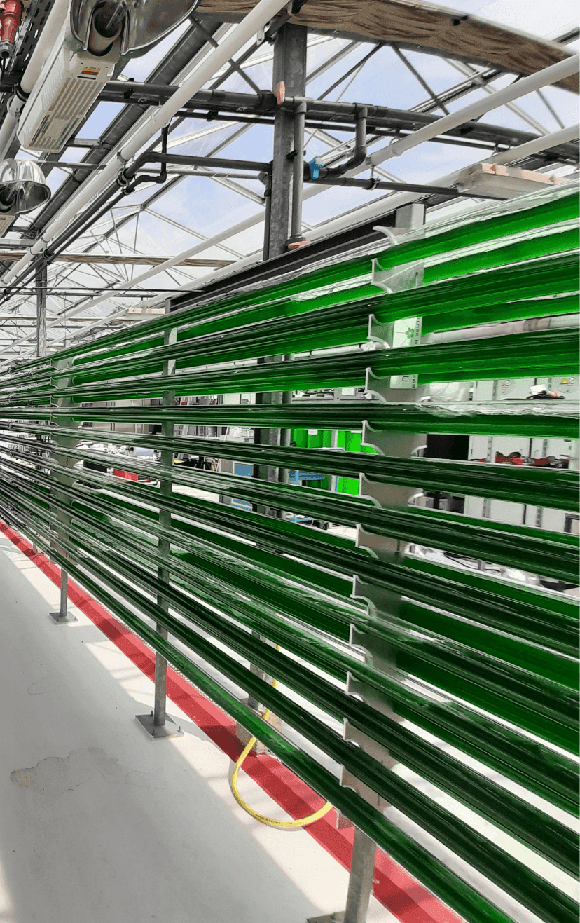 Green algae pipes