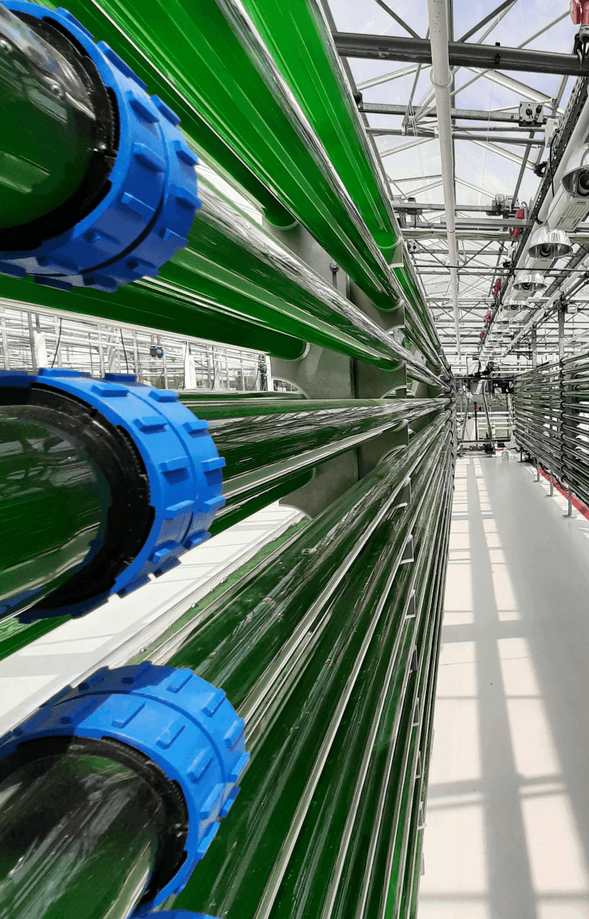 Green algae pipes