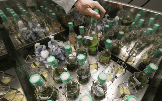 Collection of algae
