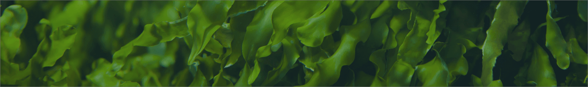 Image of seaweeds