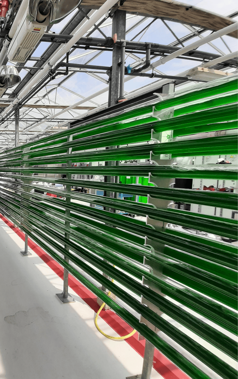 Green algae pipes
